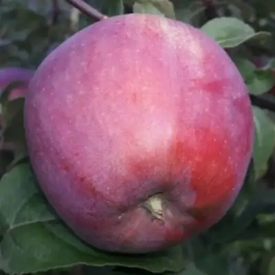 Яблоня ЗОРКА в Кобрине