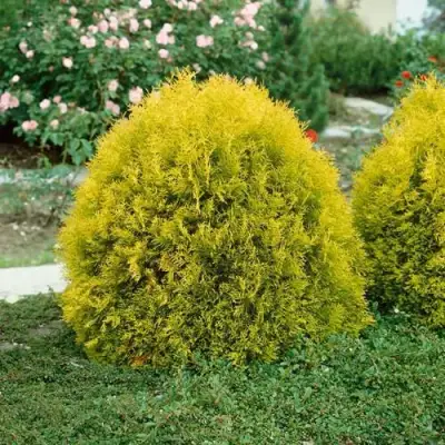 Туя РЕЙНГОЛД западная в Кобрине