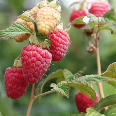 Малина МОЛЛИНГ ДЖУНО в Кобрине