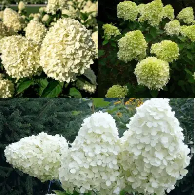 Комплект НЕЖНЫЙ КАПУЧИНО в Кобрине