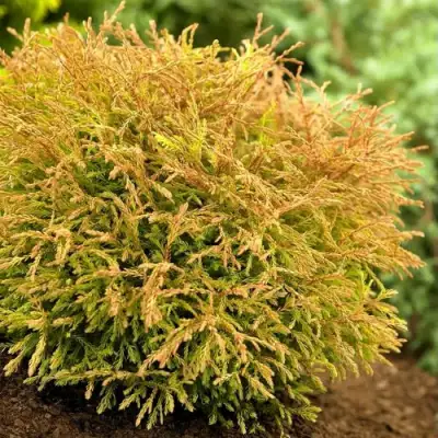 Туя ГОЛДЕН ТАФФЕТ западная в Кобрине