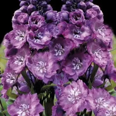 Дельфиниум ДЕЛЬФИС ПИНК ПАУЭ высокий в Кобрине