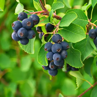 Ирга КОЛОСИСТАЯ в Кобрине