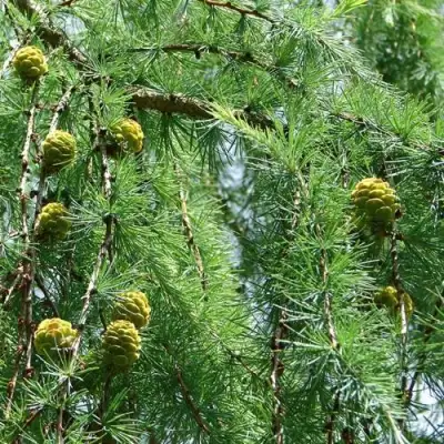 Лиственница КЕМПФЕРА в Кобрине