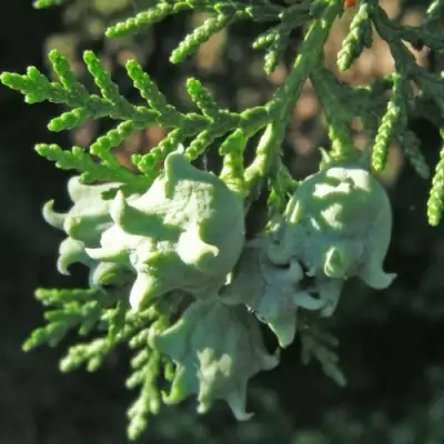 Туя восточная в Кобрине