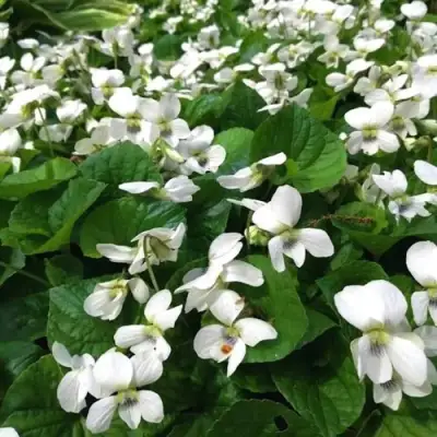 Фиалка АЛЬБИФЛОРА сестринская в Кобрине