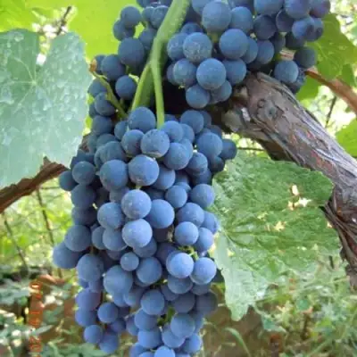 Виноград ВЕНУС в Кобрине