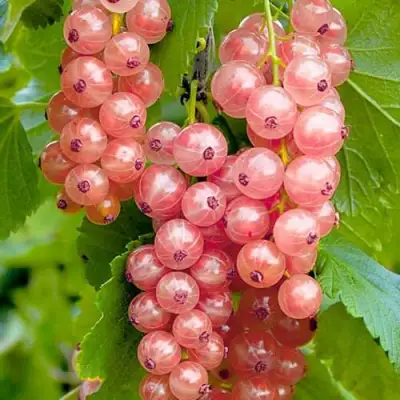 Смородина белая ПРЫГАЖУНЯ (РОЗОВАЯ) в Кобрине