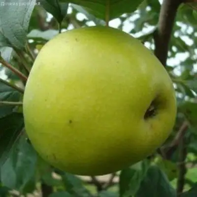 Яблоня КОШТЕЛЯ в Кобрине