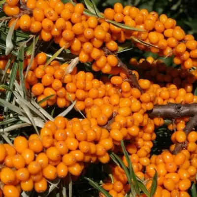 Облепиха АЛТАЙСКАЯ в Кобрине