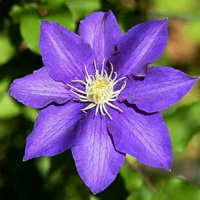 Клематис ЗЕ ПРЕЗИДЕНТ в Кобрине