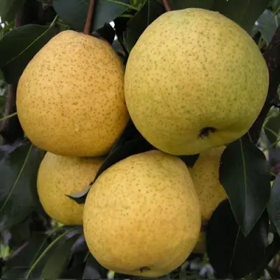 Груша ВЕЛИКАЯ ЛЕТНЯЯ (БОЛЬШАЯ ЛЕТНЯЯ) в Кобрине