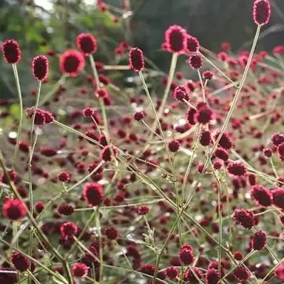 Кровохлебка ЧОКОЛАТ ТИП в Кобрине