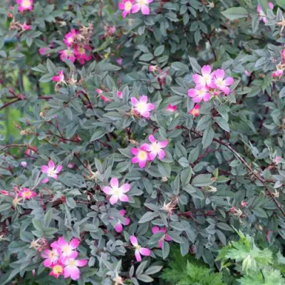 Роза сизая в Кобрине