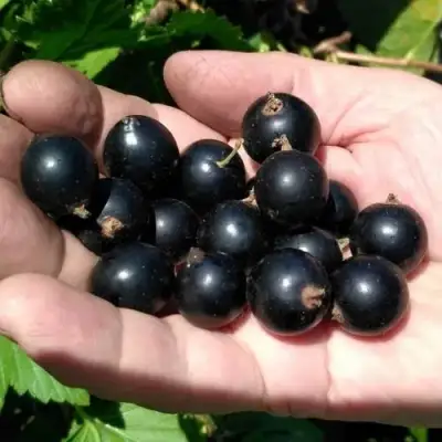 Смородина черная ЧЕРНООКАЯ в Кобрине