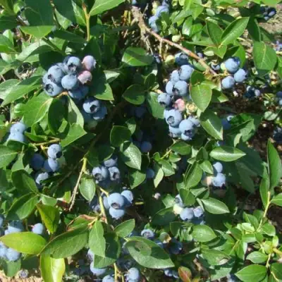 Голубика БЛЮЭТТА в Кобрине