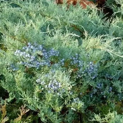 Можжевельник ГРЕЙ ОУЛ виргинский  в Кобрине