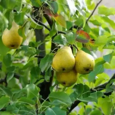 Груша ВИЛИЯ в Кобрине