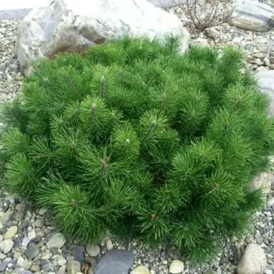 Сосна горная МУГУС в Кобрине