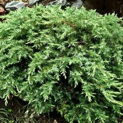 Можжевельник ШЛЯГЕР прибрежный в Кобрине