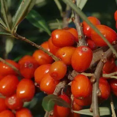 Облепиха ВОРОБЬЕВСКАЯ в Кобрине