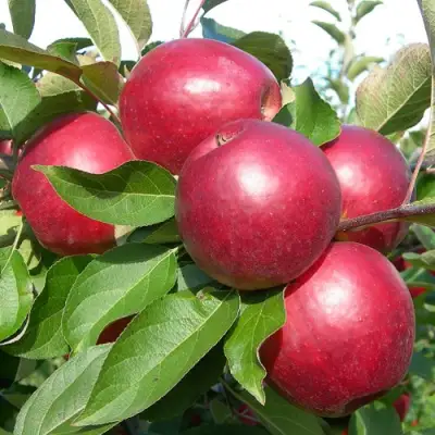 Яблоня КОВАЛЕНКОВСКОЕ в Кобрине