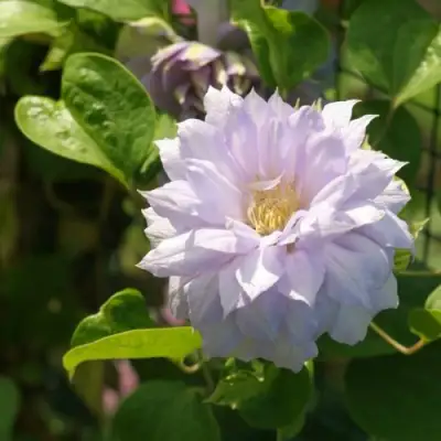 Клематис БЕЛЬ ОФ ВОРКИНГ в Кобрине