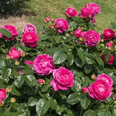 Роза АНУШКА чайно-гибридная в Кобрине