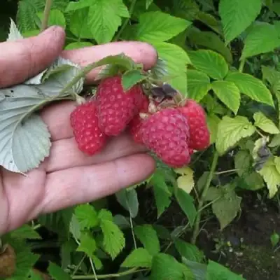 Малина КОРПИКО в Кобрине