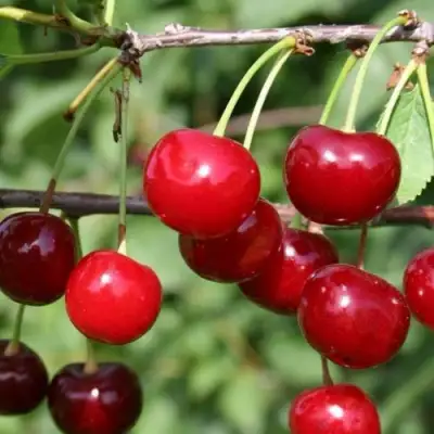 Вишня ХАРИТОНОВСКАЯ в Кобрине