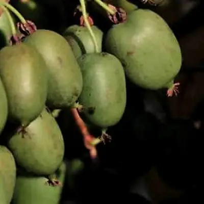 Актинидия РОГОВ аргута в Кобрине