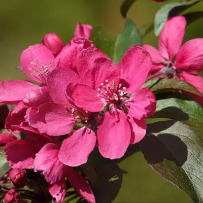 Яблоня НЕДЗВЕЦКОГО в Кобрине