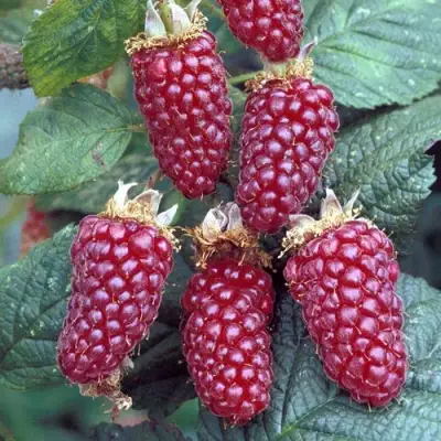 Ежемалина ТАЙБЕРРИ в Кобрине