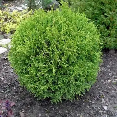 Туя ХОЗЕРИ западная в Кобрине