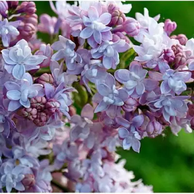 Сирень ПАМЯТЬ О ВАВИЛОВЕ в Кобрине