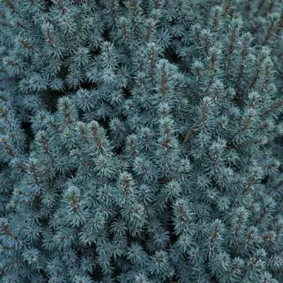 Ель САНДЕРС БЛЮ канадская в Кобрине