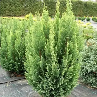 Кипарисовик ЭЛВУДИ ЭМПАЙР лавсона в Кобрине