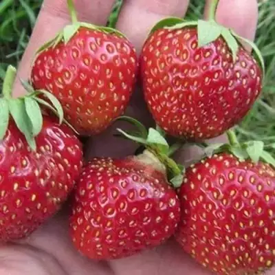 Клубника ВИМА ЗАНТА в Кобрине