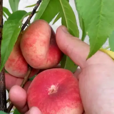 Персик САТУРН ИНЖИРНЫЙ в Кобрине