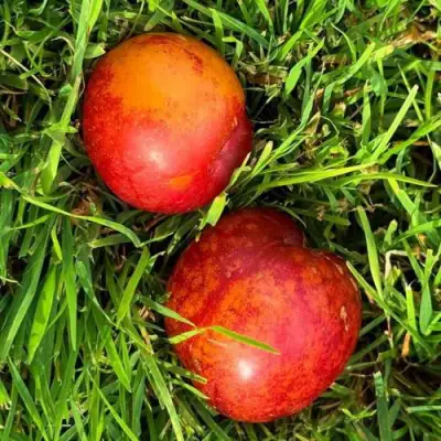 Шарафуга НЕКТАРИННАЯ в Кобрине