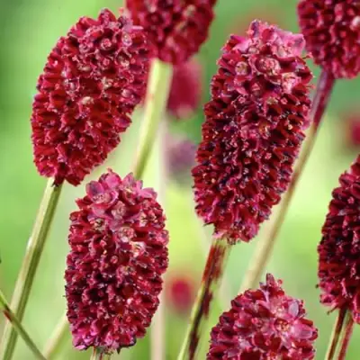 Кровохлебка ТАННА лекарственная в Кобрине