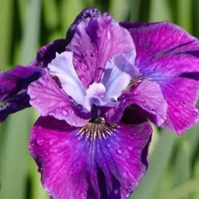 Ирис СИ Я ЛЕЙТЕР сибирский в Кобрине