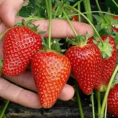 Клубника АЛЬБА в Кобрине