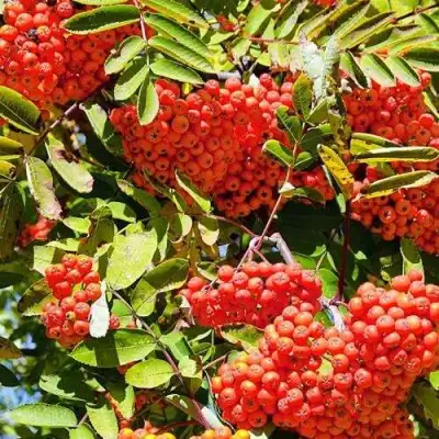 Рябина СОРБИНКА сладкоплодная в Кобрине