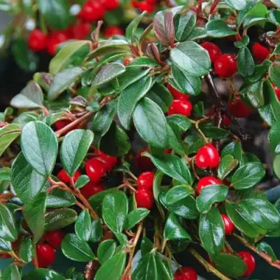 Кизильник Даммера в Кобрине