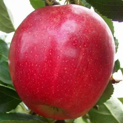 Яблоня ГАЛА МАСТ в Кобрине