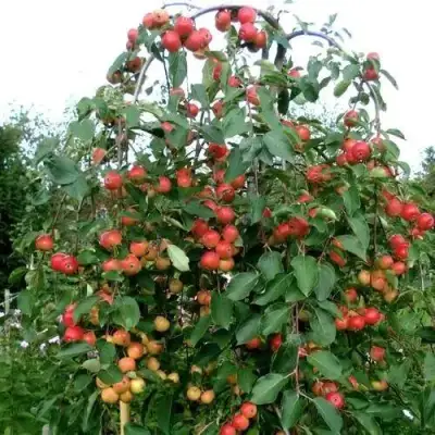 Яблоня ХЮВИНГИЕНЗИС декоративная в Кобрине