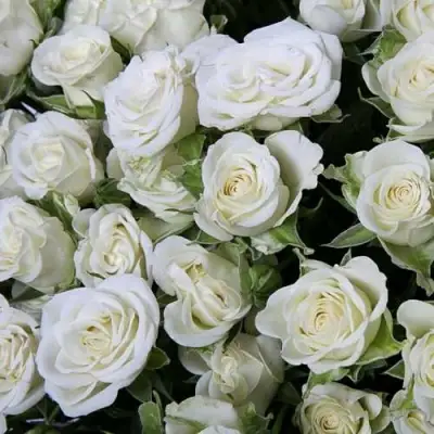 саженцы розы Сноуфлейк