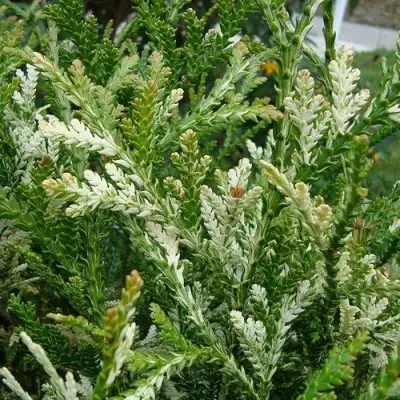 Туевик ВАРИЕГАТА долотовидный в Кобрине