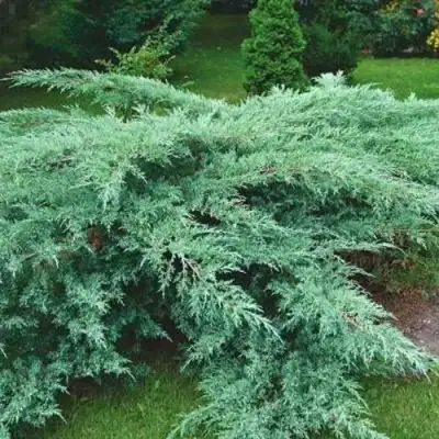 Можжевельник ГРЕЙ ОУЛ виргинский  в Кобрине